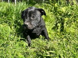2 chiots Staffordshire Bull Terrier LOF noirs à vendre