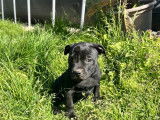 2 chiots Staffordshire Bull Terrier LOF noirs à vendre