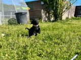 2 chiots Staffordshire Bull Terrier LOF noirs à vendre