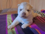 2 chiots Husky Sibérien LOF d’un mois à réserver