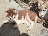 2 chiots Husky Sibérien LOF d’un mois à réserver