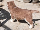 2 chiots Husky Sibérien LOF d’un mois à réserver