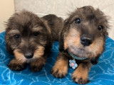 2 chiots Teckel Nain à poil dur LOF mâles disponibles à la réservation