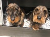 2 chiots Teckel Nain à poil dur LOF mâles disponibles à la réservation