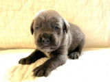 2 chiots Cane Corso LOF d’un mois à réserver