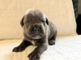 2 chiots Cane Corso LOF d’un mois à réserver