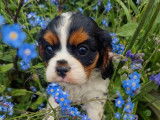 4 chiots Cavalier King Charles LOF d’un mois à réserver