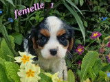 4 chiots Cavalier King Charles LOF d’un mois à réserver