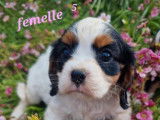 4 chiots Cavalier King Charles LOF d’un mois à réserver