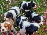 4 chiots Cavalier King Charles LOF d’un mois à réserver