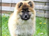 Un chiot Eurasier LOF mâle fauve disponible à la vente