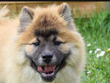 Un chiot Eurasier LOF mâle fauve disponible à la vente