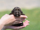2 chiots Cockers Anglais chocolat m&acirc;les (LOF) &agrave; r&eacute;server