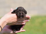 2 chiots Cockers Anglais chocolat m&acirc;les (LOF) &agrave; r&eacute;server
