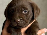 Des chiots mâles Labrador Retrievers LOF à réserver