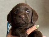 Des chiots mâles Labrador Retrievers LOF à réserver