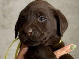 Des chiots mâles Labrador Retrievers LOF à réserver