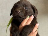 Des chiots mâles Labrador Retrievers LOF à réserver