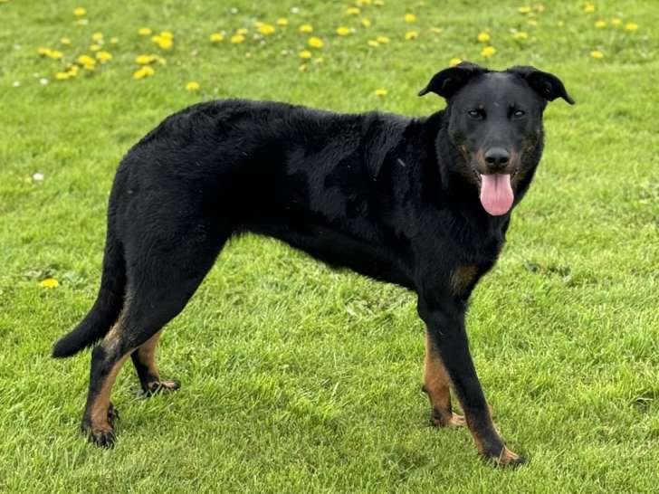 À vendre : une chienne Beauceron noire LOF d’un an