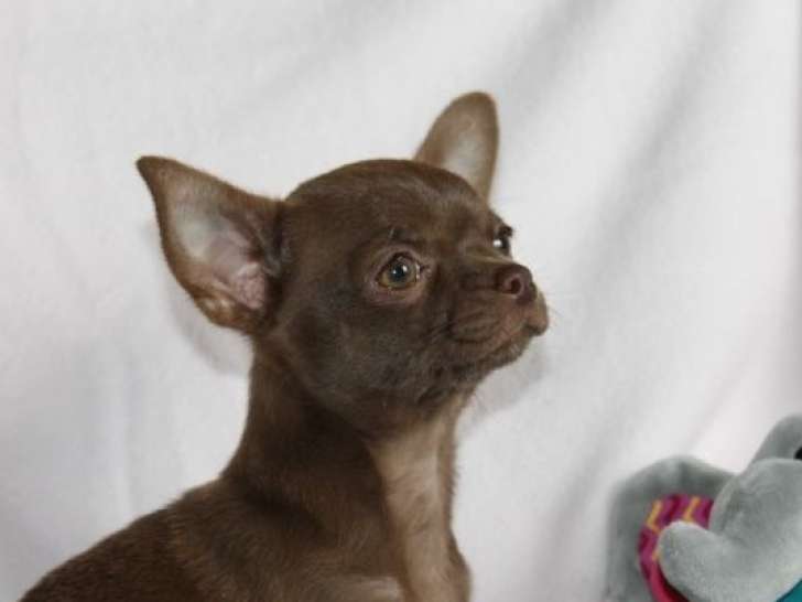 Un chiot Chihuahua femelle chocolat LOF à vendre