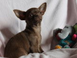 Un chiot Chihuahua femelle chocolat LOF à vendre