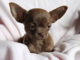 Un chiot Chihuahua femelle chocolat LOF à vendre