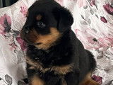 2 chiots Rottweilers noirs et feu LOF &agrave; r&eacute;server