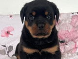 2 chiots Rottweilers noirs et feu LOF &agrave; r&eacute;server