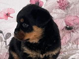 2 chiots Rottweilers noirs et feu LOF &agrave; r&eacute;server