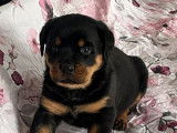 2 chiots Rottweilers noirs et feu LOF &agrave; r&eacute;server