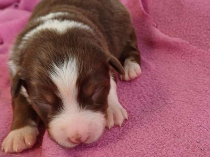 Des chiots Bergers Australiens LOF à la réservation