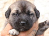5 chiots femelles Kangal LOF disponibles à la réservation