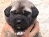 5 chiots femelles Kangal LOF disponibles à la réservation