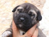 5 chiots femelles Kangal LOF disponibles à la réservation