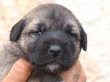 5 chiots femelles Kangal LOF disponibles à la réservation