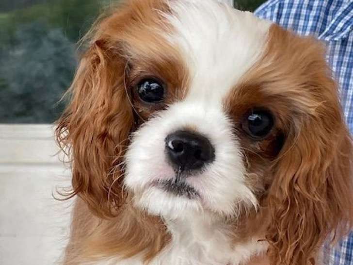 Un chiot Cavalier King Charles blenheim mâle à vendre (LOF)