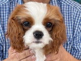 Un chiot Cavalier King Charles blenheim mâle à vendre (LOF)