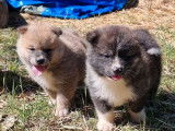 À réserver : 6 chiots Akita Inu LOF