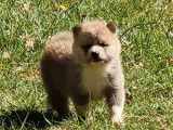 À réserver : 6 chiots Akita Inu LOF