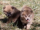 À réserver : 6 chiots Akita Inu LOF