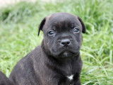 &Agrave; r&eacute;server : 2 chiots Staffies LOF m&acirc;les