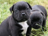 &Agrave; r&eacute;server : 2 chiots Staffies LOF m&acirc;les