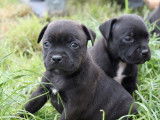 &Agrave; r&eacute;server : 2 chiots Staffies LOF m&acirc;les