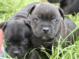 &Agrave; r&eacute;server : 2 chiots Staffies LOF m&acirc;les