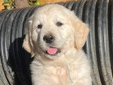 À vendre : 2 chiots Golden Retrievers mâles (LOF)