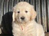 À vendre : 2 chiots Golden Retrievers mâles (LOF)