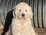 À vendre : 2 chiots Golden Retrievers mâles (LOF)
