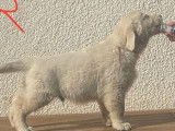 À vendre : 2 chiots Golden Retrievers mâles (LOF)