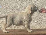 À vendre : 2 chiots Golden Retrievers mâles (LOF)