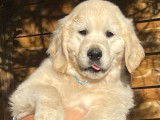 À vendre : 2 chiots Golden Retrievers mâles (LOF)